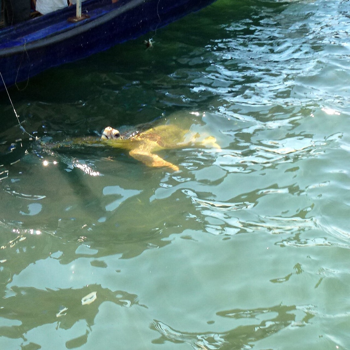 Dalyan Nehri, Kaplumbağa Plajı ve Çamur Banyosu